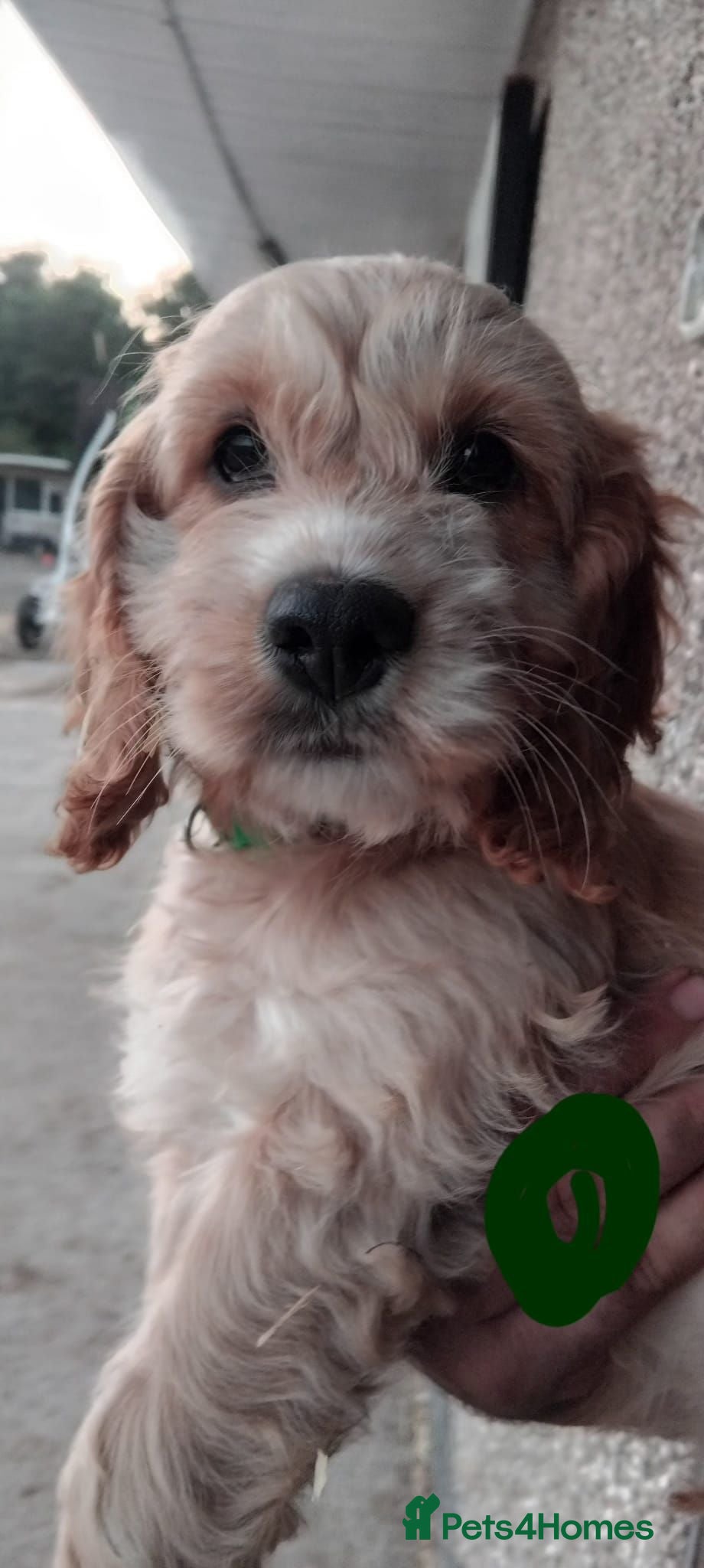 Cockapoo dogs Fantastic cockapoos  - Advert 1