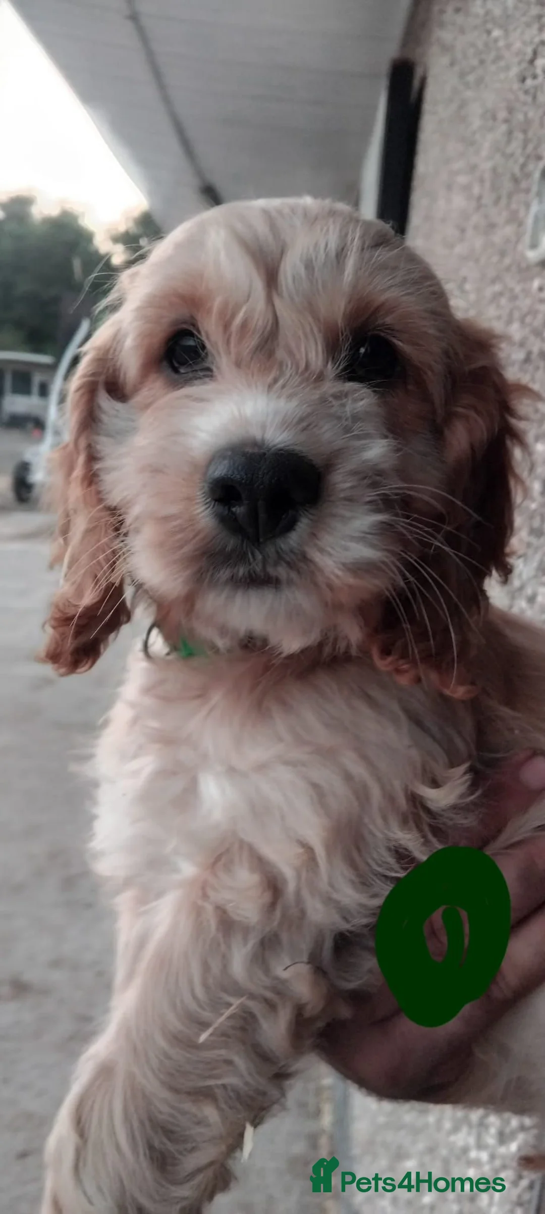 Cockapoo dogs for sale: Fantastic cockapoos  - Advert 1