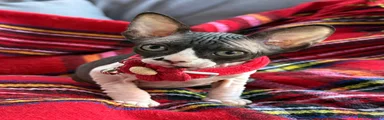 Sphynx Kitten 3