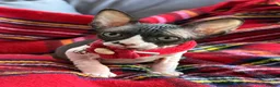 Sphynx cats for sale: Beautiful Sphynx Kittens–1Girl & 1Boy Available - Advert 7
