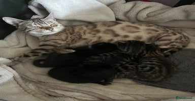 Mixed Breed cats - Advert 11