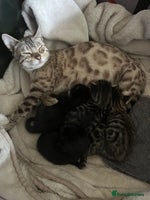 Mixed Breed cats - Advert 11