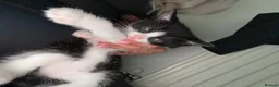 Mixed Breed cats for sale: black and white kittens  - Advert 7