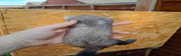 Ferret rodents for sale: Ferret hob kits in Hereford - Advert 11