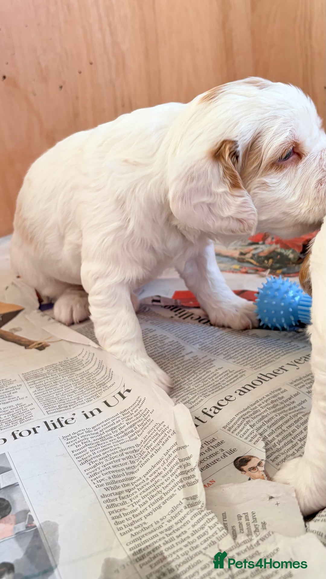 Clumber Spaniel dogs for sale: Clumber Spaniel Puppies For Sale  - Advert 10