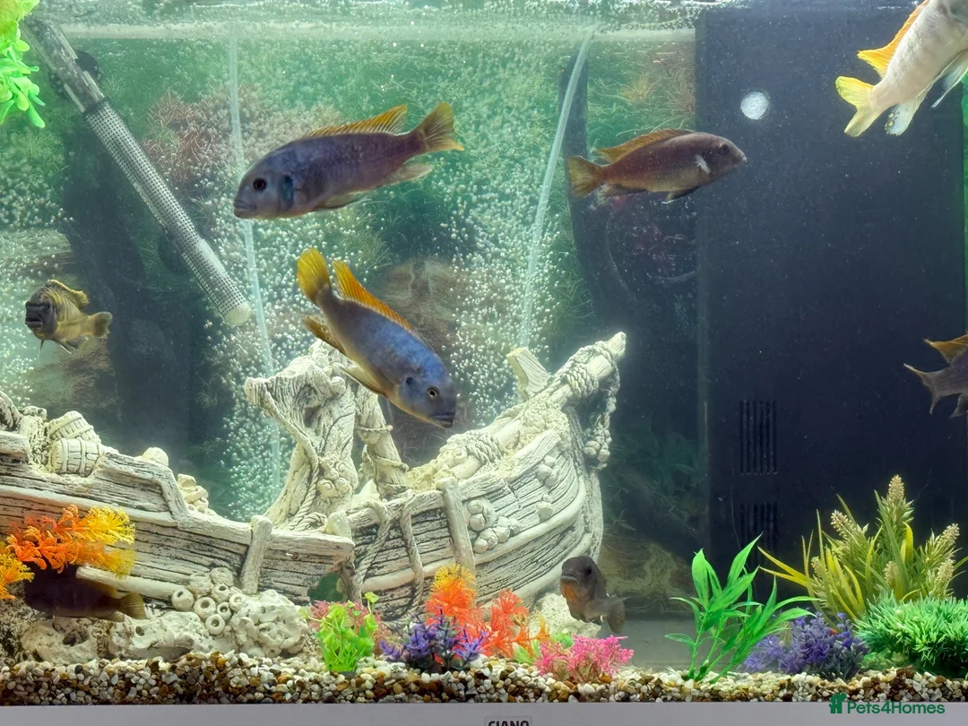 Cichlids fish for sale: Afrikan Cichlids  in Feltham - Advert 2