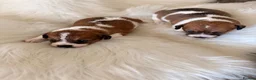 Jack Russell dogs for sale: Jack Russell puppies  in Consett - Advert 10