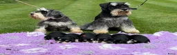 Miniature Schnauzer dogs for stud: 🏆 Crufts Placed, Stud Book Number, DNA Clear  in Cambridge - Advert 6