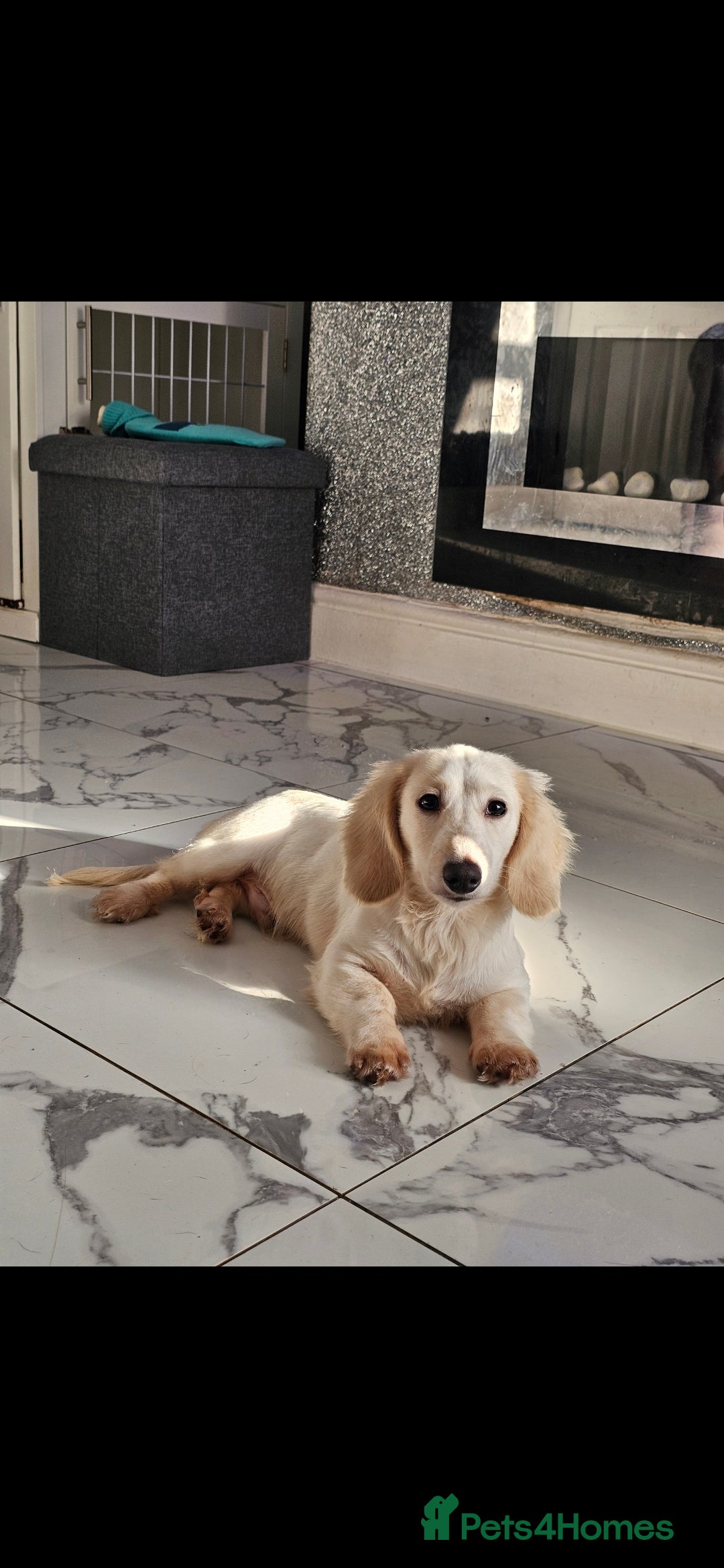 Miniature Dachshund dogs for sale: Miniature Dachshund cream piebald long-haired  - Advert 3