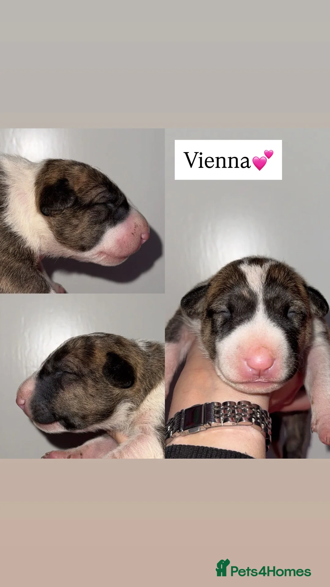 English Bull Terrier dogs for sale: Bull Terrier - Advert 14