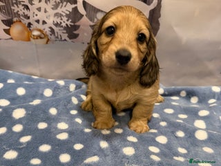 Miniature Dachshund dogs Exceptional mini long pups kc pra clear - Advert 2