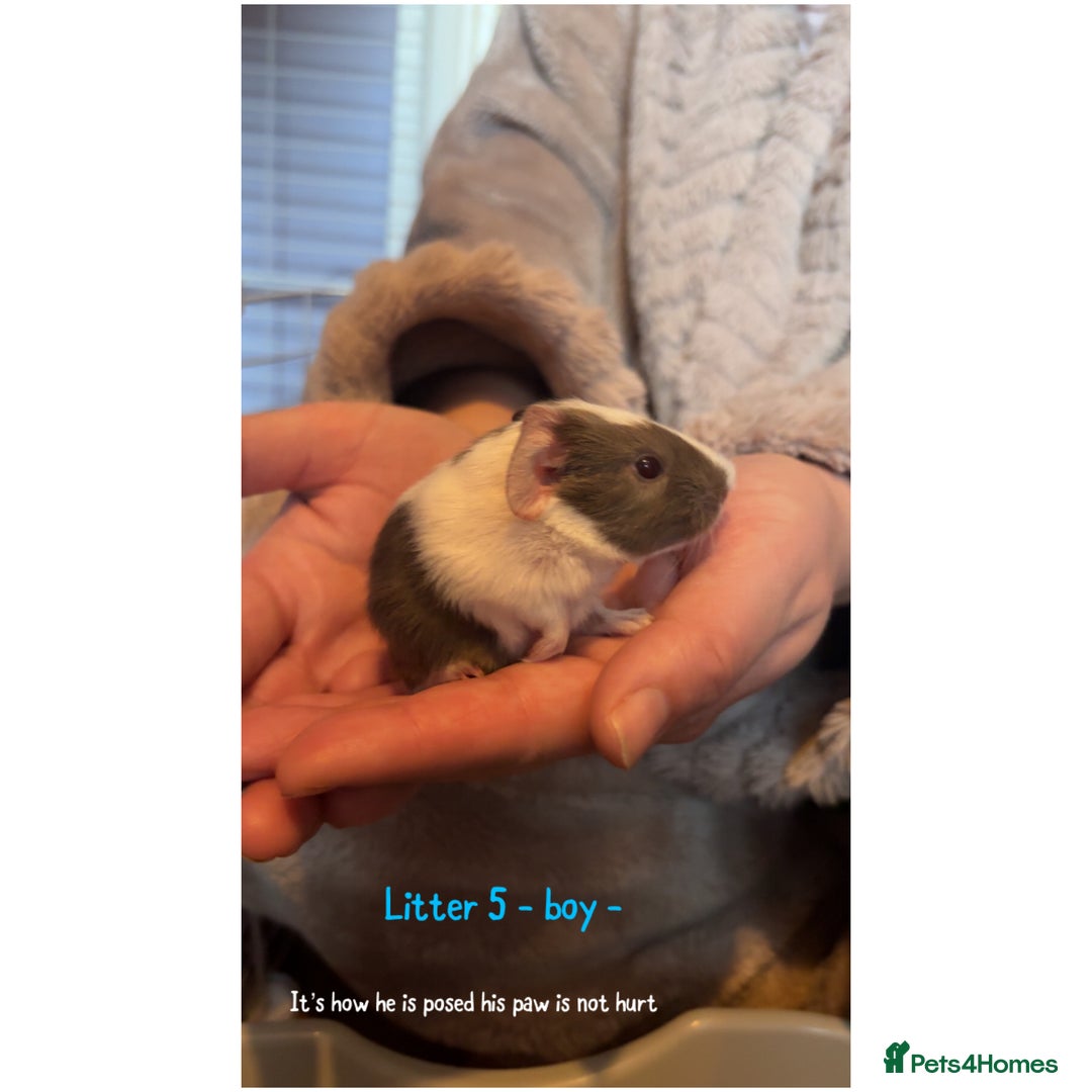 Guinea Pig rodents for sale: Beautiful baby guniea pig for sale Girls & Boys - Advert 21