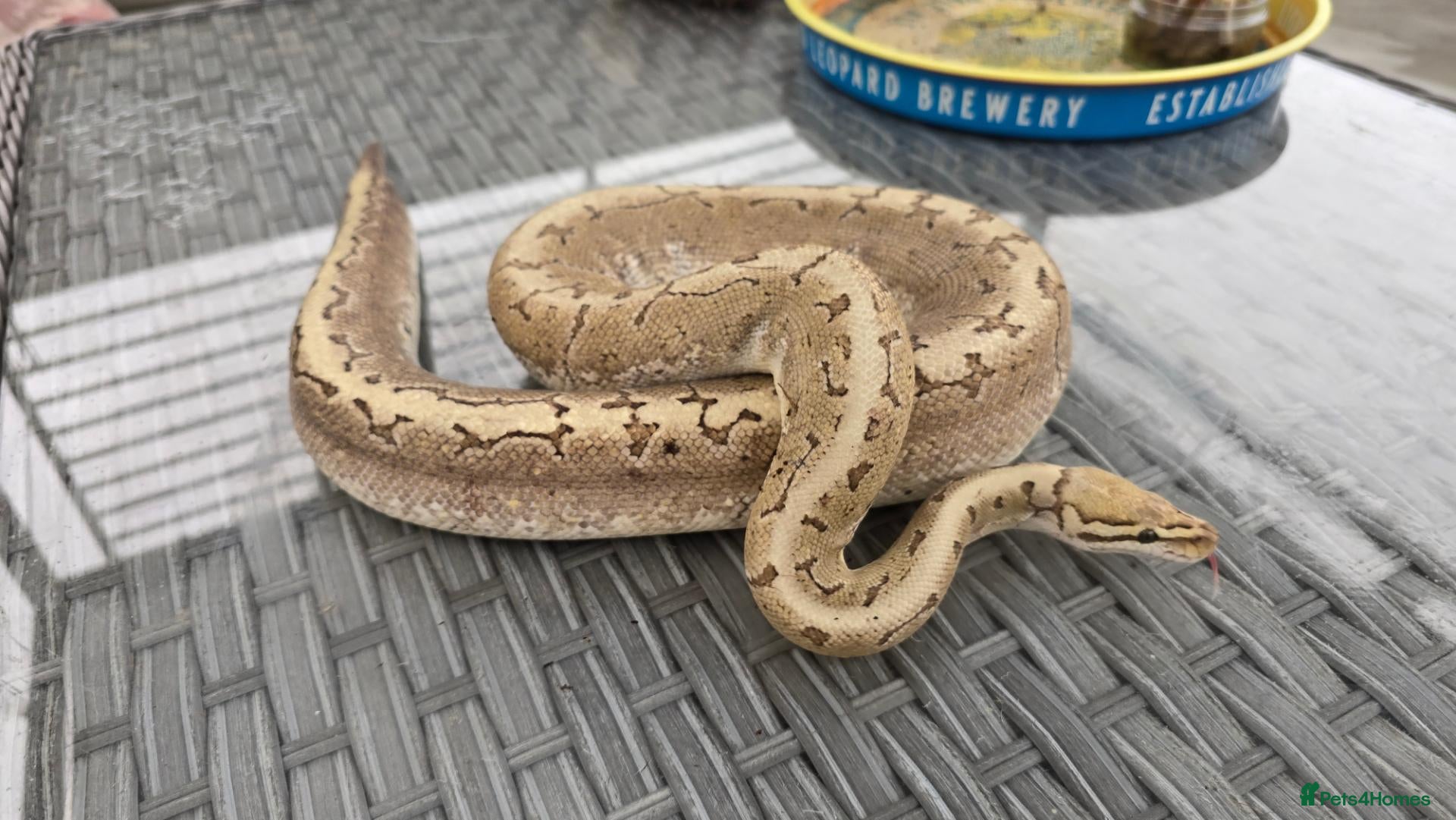 Python Snake reptiles Ball Python Bamboo Pinestripe - Advert 1