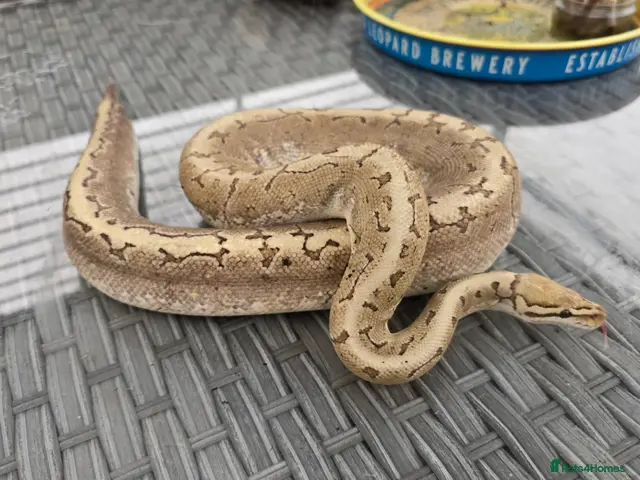 Python Snake reptiles for sale: Ball Python Bamboo Pinestripe - Advert 1