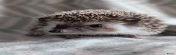 Pygmy Hedgehog rodents for sale: Lovely baby boys  - Advert 5