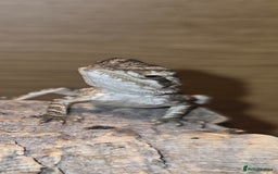 Bearded Dragon reptiles for sale: Baby bearded  - Image 2