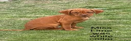 Hungarian Vizsla dogs for sale: 🌟Beaut snooth hair Vizsla Pups🐶🐶🐶 👀 for 🏠🌟 - Advert 4
