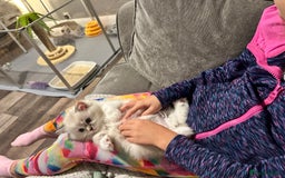 Ragdoll cats for sale: Stunning Ragdoll kitten SHOW/BREEDING -GCCF   - Image 6