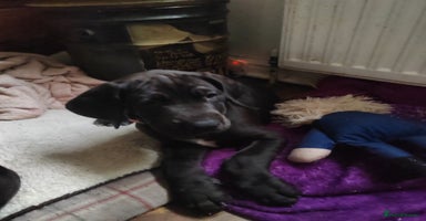 Great Dane dogs - Advert 11