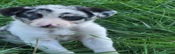 Border Collie dogs for sale: 8 Absolutely stunning Puppies Looking for new home in Montgomery - Advert 24