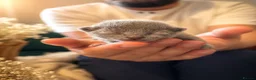 Russian Blue cats for sale: Russian Blue Kittens | TICA & GCCF | Stockport  in Stockport - Advert 9