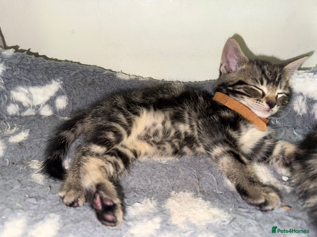 Mixed Breed cats for sale: Beautiful Kittens for sale!  - Image 10