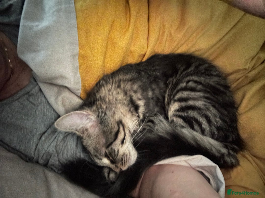 Maine Coon cats for sale: Beautiful Genie 3/4 Maine Coon entire female  - Image 5