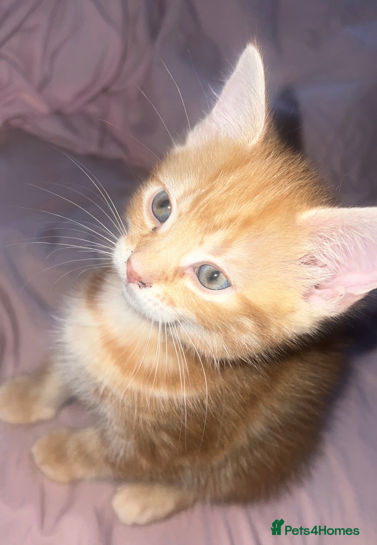 Mixed Breed cats male kitten - Advert 17