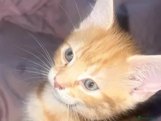 Mixed Breed cats male kitten - Advert 17