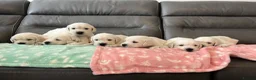 Golden Retriever dogs for sale: KC Old English Cream Golden Retriever Puppies  - Advert 16