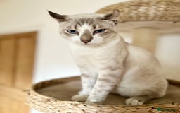 Sphynx cats for sale: Sphynx Brothers  - Image 1