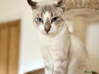 Sphynx cats - Advert 25