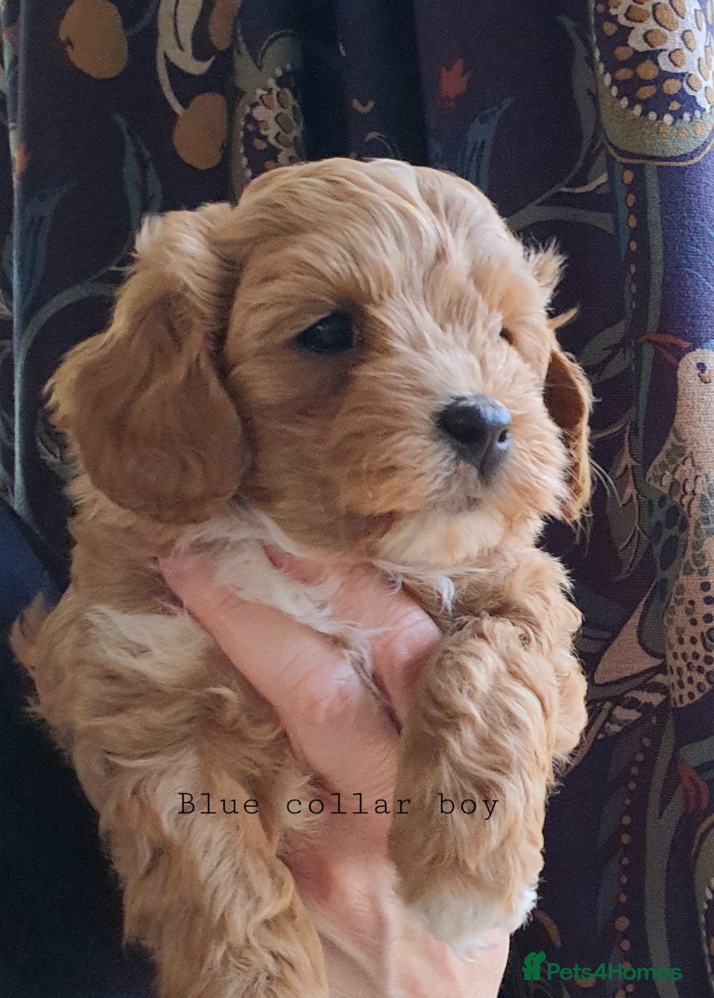 Mixed Breed dogs Cotonoodle/Cotonpoo F1b health tested parents - Advert 5