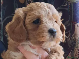 Mixed Breed dogs Cotonoodle/Cotonpoo F1b health tested parents - Advert 5