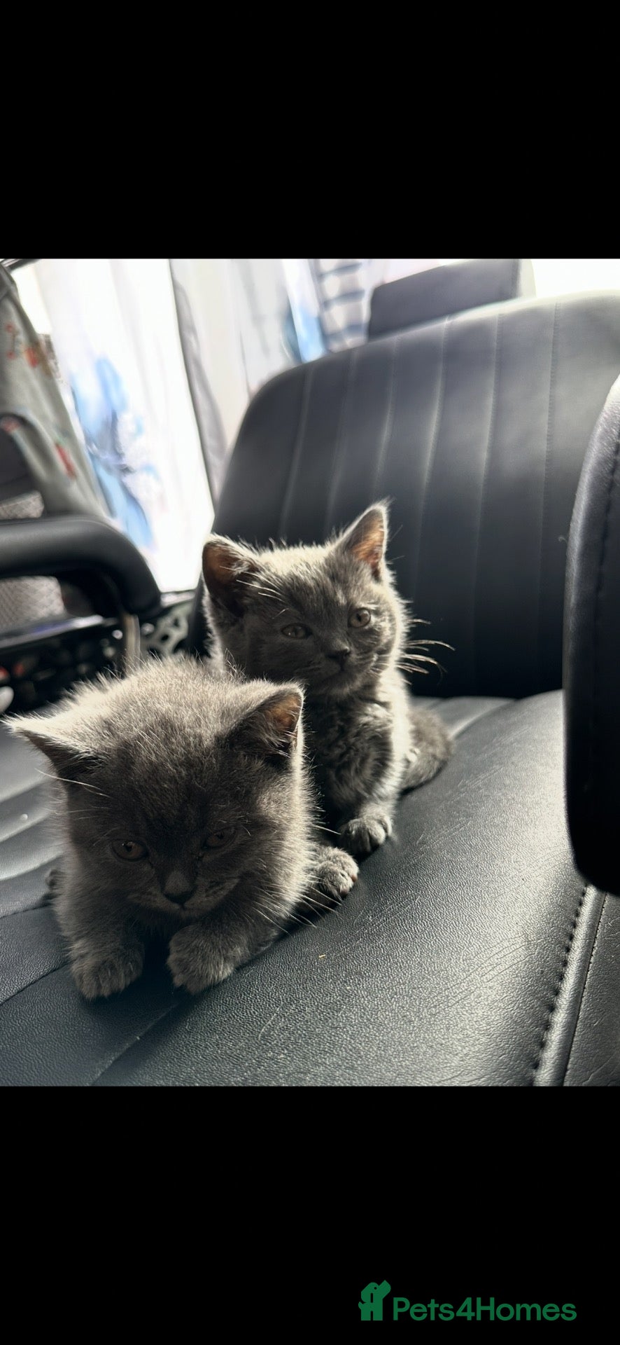 British Shorthair cats 3 British shorthair kittens  - Advert 16