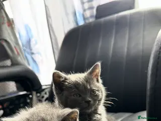 British Shorthair cats 3 British shorthair kittens - Advert 16