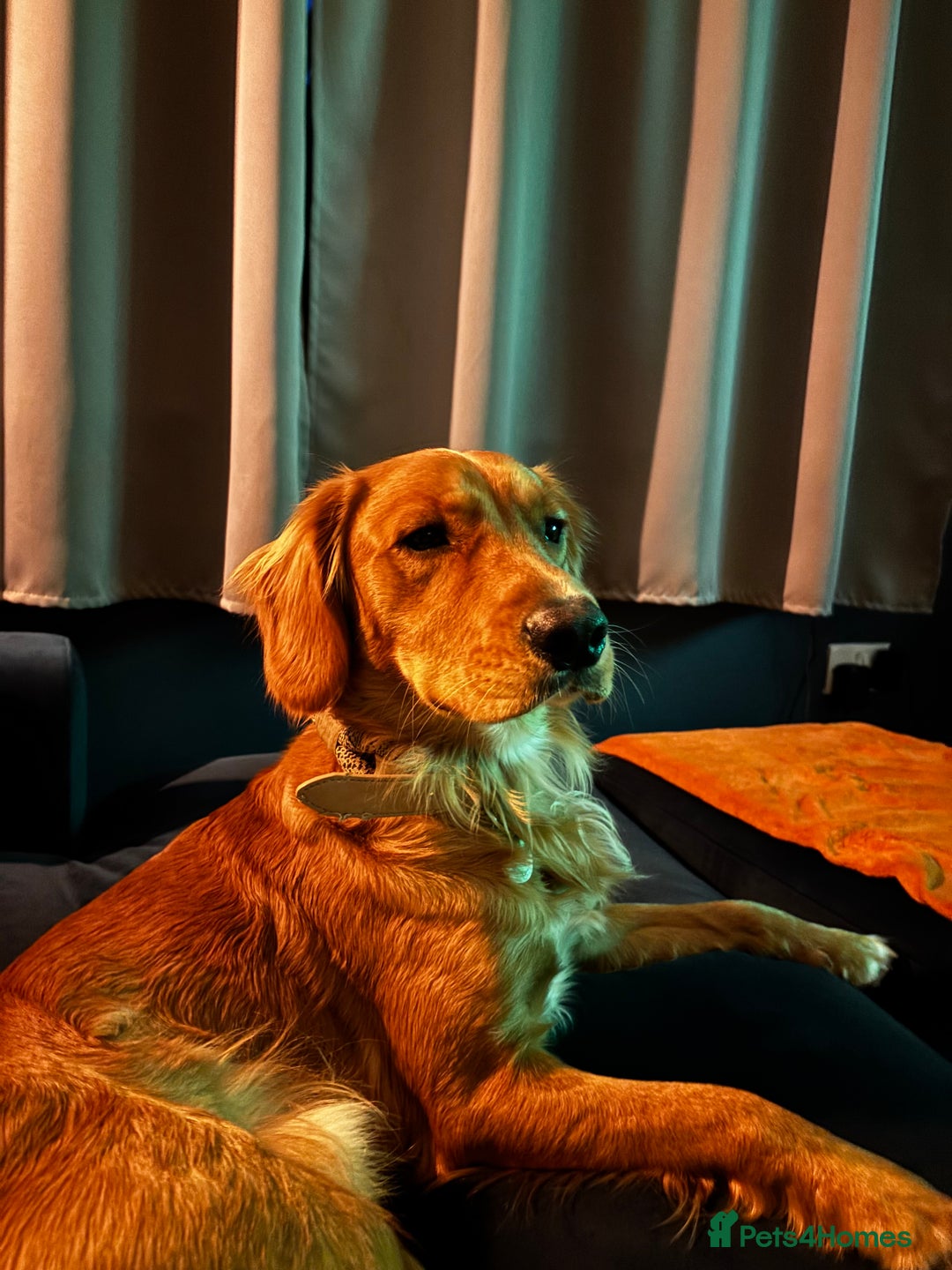 Mixed Breed dogs for sale: Lovely boy is looking for a new home - Advert 1