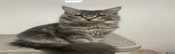 Maine Coon cats for sale: Blue Classic Tabby Maine Coon Female  - Advert 3