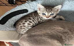 Bengal cats for sale: Gorgeous Bengal Babies - Image 7