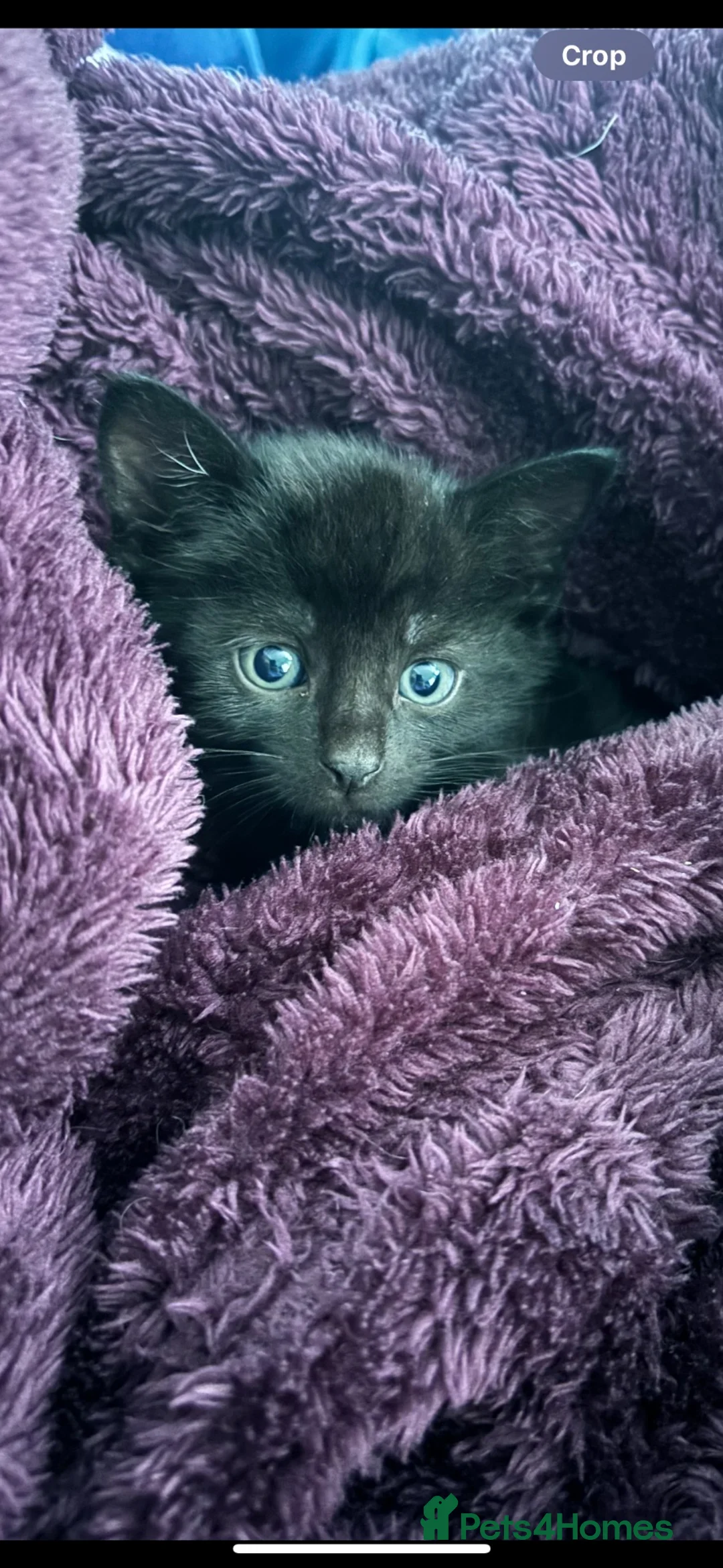 Mixed Breed cats for sale: All black male kitten read now  in Wallasey - Advert 3