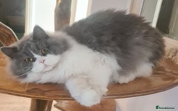 British Longhair cats for sale: Tica registered British Longhair Lady Rehome - Image 8