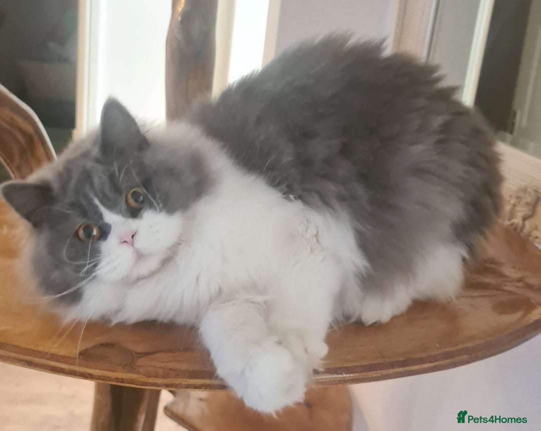 British Longhair cats for sale: Tica registered British Longhair Lady Rehome - Image 8
