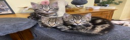Mixed Breed cats for sale: Crazy Kitchen Kittens !  - Advert 3