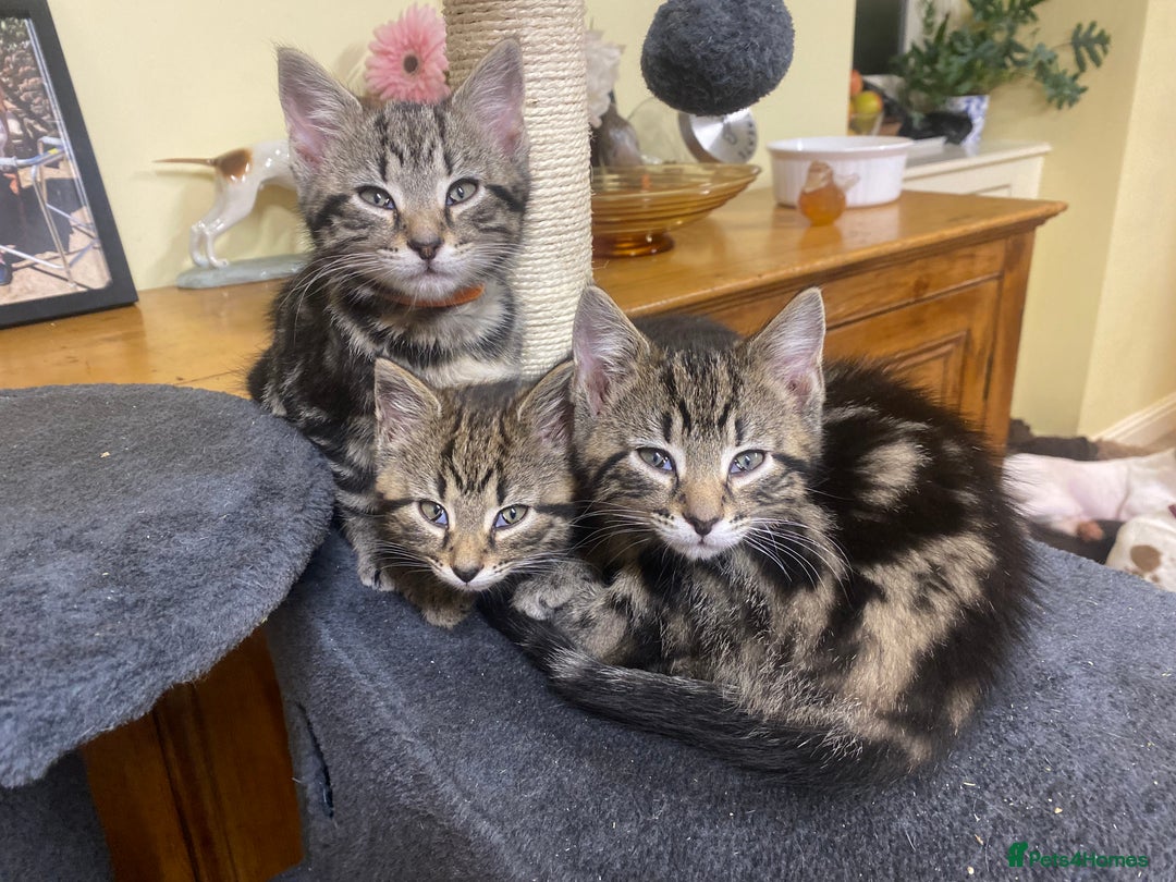 Mixed Breed cats for sale: Crazy Kitchen Kittens !  - Advert 3