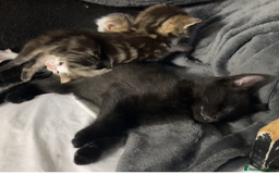 European cats for sale: Four Gorgeous Kittens Looking for Forever Homes - Image 21