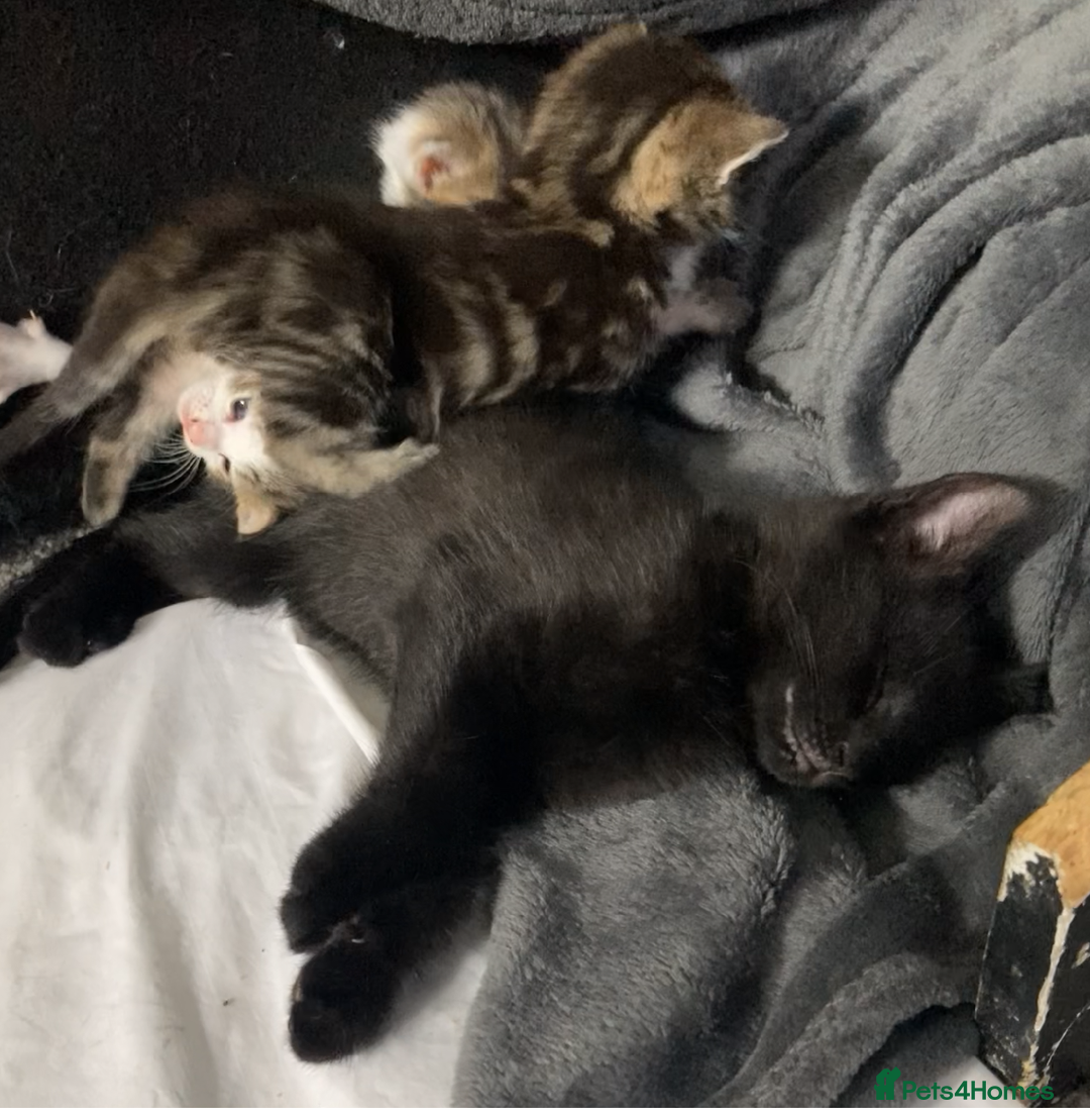 European cats for sale: Four Gorgeous Kittens Looking for Forever Homes - Image 21