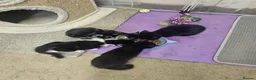 Mixed Breed cats for sale: Adorable kittens  - Advert 6