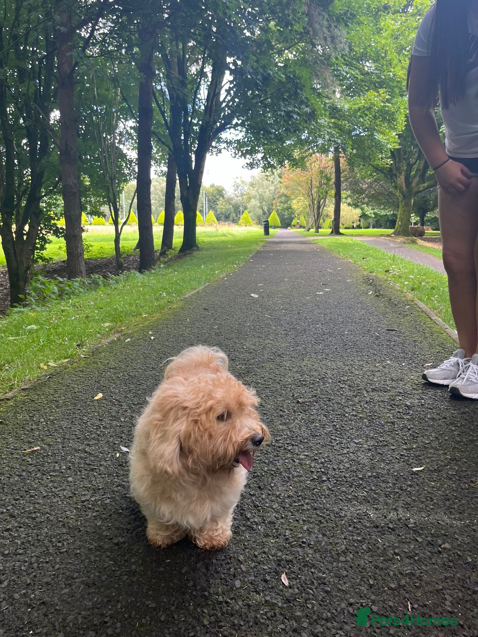 Havanese dogs Adorable Havanese  - Advert 2