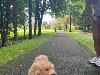 Havanese dogs Adorable Havanese - Advert 2