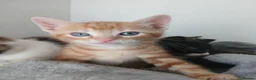 Mixed Breed cats for sale: 5 beautiful kittens for sale - Advert 24